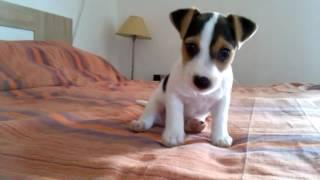 Jack Russel puppy, 49 days old