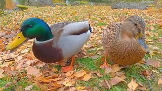 Mallard Duck Couple Rummaging Through Fallen Leaves [4K]