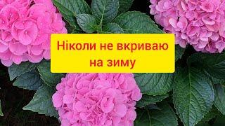 Для гарного квітування на наступний сезон Завжди так роблю