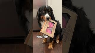 Crimes My Dog Has Committed  #bernesemountaindog #funnydogs #funnydogvideo #cutedog #dogvideo