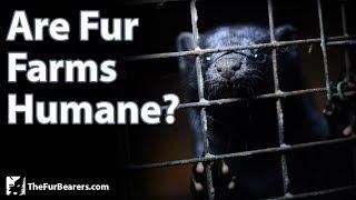 Are Fur Farms Humane?