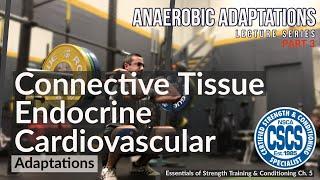 Connective Tissue, Endocrine, and Cardiovascular Adaptations to Anaerobic Training | CSCS Chapter 5