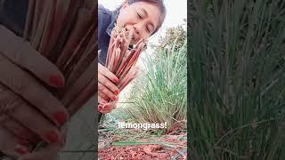 lemongrass in the USA #lifeinamerica #lemongrass