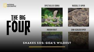 The Big Four | Snakes SOS: Goa’s Wildest | National Geographic