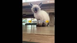 BlueTheCatBat loves his food  #blue #the #cat #bat #silly #young #verse #older #youtubeshorts