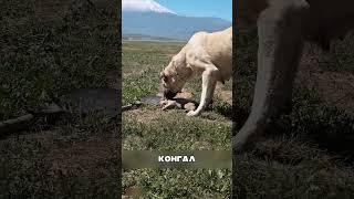 Алабаи отомстили СЕВЕРНЫМ волкам