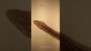 Planarian | The Immortal Worm