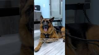 Send help.  #reactivedog #germanshepherd #dog