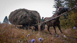 Заготовка сіна від А до Я. Як гуцули заготовляють сіно на зиму в Карпатах