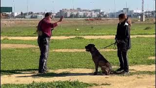 perro Alano Español,de nombre Dracarys en su primer trabajo de Defensa personal