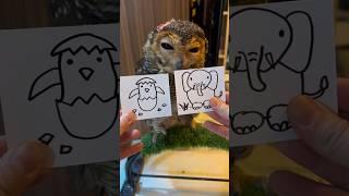 Bibib dan Gajah Part 2! #funnyvideo #animals #burunghantu #funny #owl #funnyanimal #pets