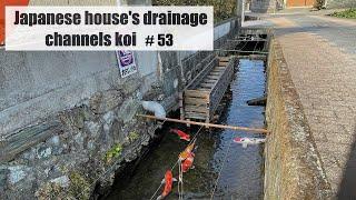 Japanese house's drainage channels koi fish(Jhoroku ,Tokushima)