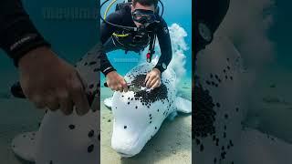 Scuba Divers Rescue Whale From Deadly Thousands Of Dark Marine Leeches! #rescue #animals #wildlife