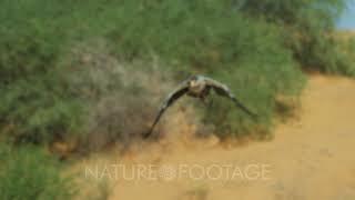 Secretarybird (Sagittarius serpentarius) - flies away