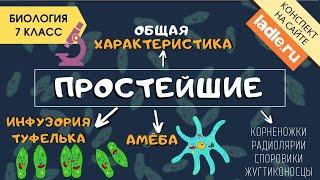 Тип Простейшие. Биология 7 класс. Амеба, инфузория. Одноклеточные организмы. Животные. Эукариоты ЕГЭ