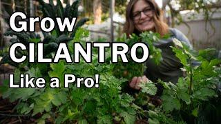 CILANTRO GROWING GUIDE: 3 Tips to Prevent Bolting