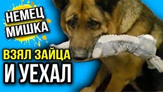 Немец Мишка, которого обвинили в нападении на ребёнка, украл зайца в магазине и уехал… 