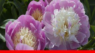 15 Beautiful Peony Varieties ️