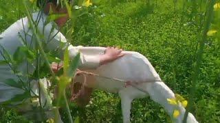 Amazing Man Meets First Time With His Goat 2022 Hd Video