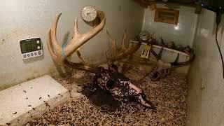 Time-Lapse of Dermestid Beetles Cleaning a 12 Point Deer Skull