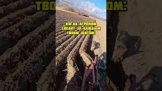 Агроном - собака #сельскоехозяйство