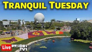 Live: Tranquil Tuesday at Epcot - A Peaceful Evening - Walt Disney World Live Stream - 4-29-25