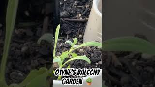 ‍ Balcony Gardening 🪴