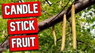 CANDLESTICK FRUIT - Looks like a Hotdog. Tastes like Sugar Cane?