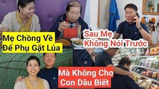 836# Bất Ngờ, Mẹ Chồng Về Phụ Gặt Lúa, Mà Không Cho Con Dâu Biết