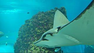 The Ray World |Sting Ray | School of Ray Fish | Amazing Creatures | Marine Life | Nature