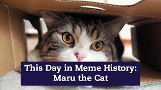 Maru the Cat’s 14th Birthday is Today!