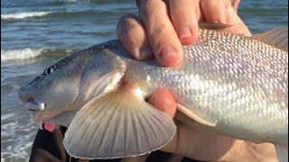 BEST WAY to CATCH ANY FISH in SALTWATER!