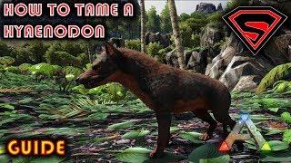 ARK HOW TO TAME A HYAENODON 2020 - EVERYTHING YOU NEED TO KNOW ABOUT TAMING A HYAENODON