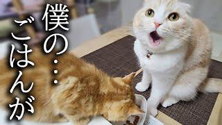 子猫にごはんを横取りされた結果こうなりました...