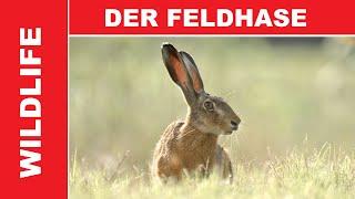 Faszination Wildtiere - Der Feldhase