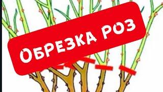 ОБРЕЗКА ЧАЙНО-ГИБРИДНОЙ РОЗЫ.