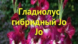 Гладиолус гибридный Джо Джо. Краткий обзор, описание характеристик, где купить луковицы Jo Jo