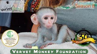 Baby monkey had no idea his life would change in an instant and he would become an Orphan