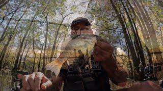 Fishing For ShellCrackers In The Swamp-Catching Fish   