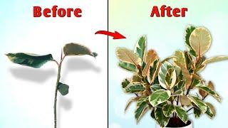 Bring Your Houseplant Back to Life - Indoor Plant Care & Tips// House Plant Care