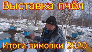 Выставка пчёл!  Итоги зимовки 2020