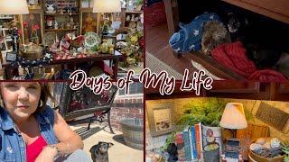 Buster Updates   & Booth Declutter  /Come Hang Out! #dayinthelife #chihuahua