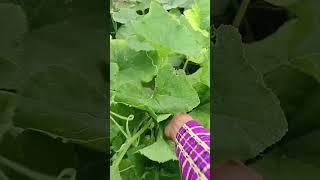 Love these picking moments with fresh veggies 19.06: Enjoy rural life & nature #rurallife #nature