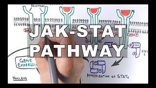 JAK-STAT Signalling Pathway