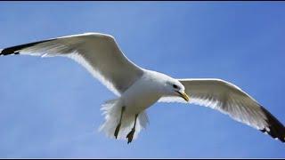 Kalapuna Seagull