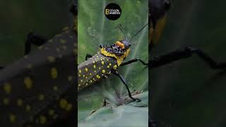 Beauty of Nature - Aularches | #shorts