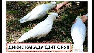 ДИКИЕ АВСТРАЛИЙСКИЕ ПОПУГАИ КАКАДУ СОВЕРШЕННО НЕ БОЯТСЯ ЛЮДЕЙ И ЕДЯТ С РУК!