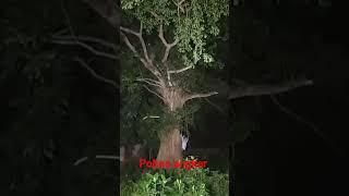 PENAMPAKAN TERJELAS DI POHON BERINGIN ANGKER