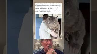 We're Seeing More Leadership and Empathy From Wombats Than Most People.