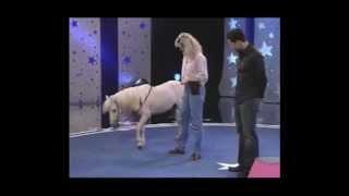 The World's Smartest Mini Horse - Pet Star Winner!